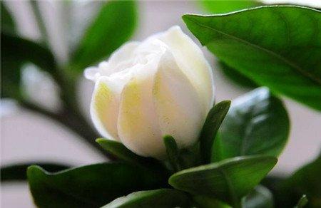 什么情况下栀子花不能放卧室? 什么情况下栀子花不能放卧室?