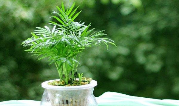 狮子座的守护植物——袖珍椰子