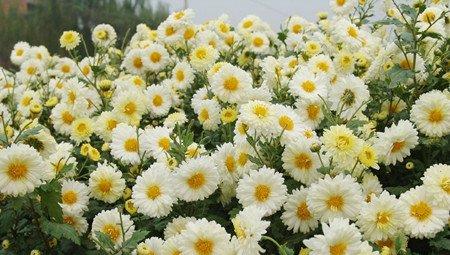 菊花的传说二 菊花的传说二