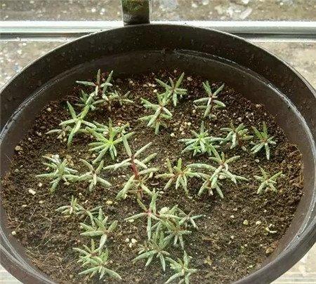 太阳花 太阳花