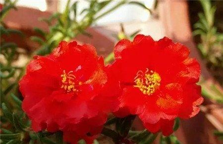 太阳花 太阳花