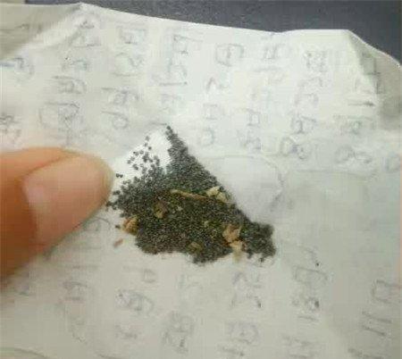 种子 种子