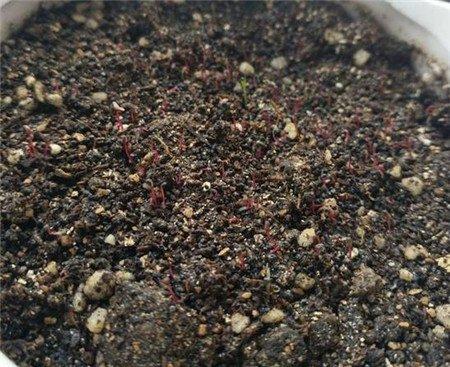 覆盖一层薄膜 覆盖一层薄膜