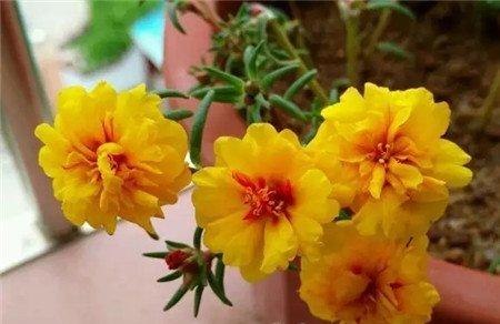 太阳花 太阳花