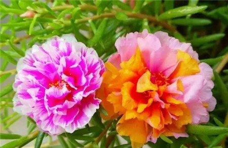 太阳花 太阳花