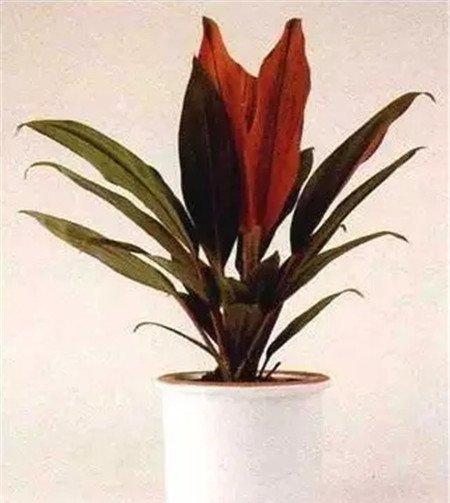 朱蕉 朱蕉