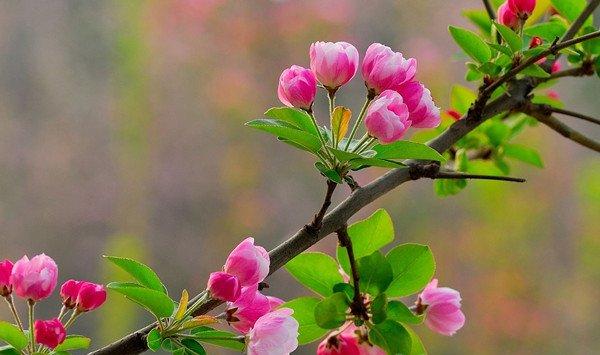 西府海棠什么时候开花