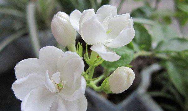茉莉花可以放在卧室吗