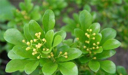 哪些花儿适合室内摆放:米兰 哪些花儿适合室内摆放:米兰