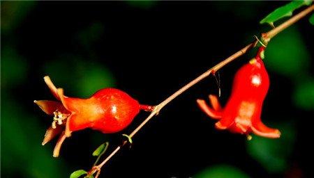 哪些花儿适合室内摆放:石榴花 哪些花儿适合室内摆放:石榴花