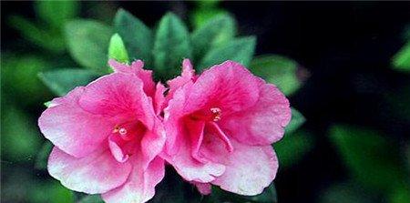 哪些花儿适合室内摆放:杜鹃花 哪些花儿适合室内摆放:杜鹃花