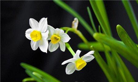 哪些花儿适合室内摆放:水仙 哪些花儿适合室内摆放:水仙