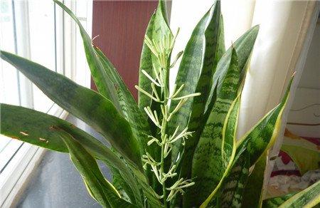 哪些花儿适合室内摆放:虎尾兰 哪些花儿适合室内摆放:虎尾兰