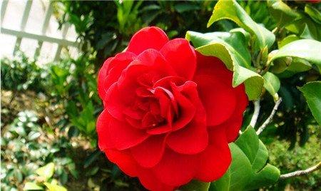 哪些花儿适合室内摆放:茶花 哪些花儿适合室内摆放:茶花