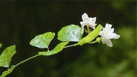 哪些花儿适合室内摆放:茉莉花 哪些花儿适合室内摆放:茉莉花