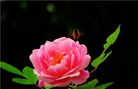 哪些花儿适合室内摆放:蔷薇 哪些花儿适合室内摆放:蔷薇
