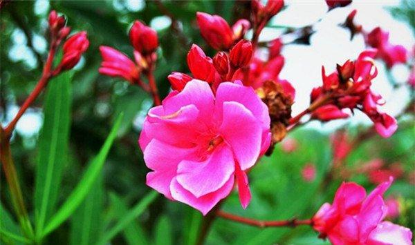 哪些花卉有毒伤人