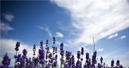 薰衣草节 薰衣草节