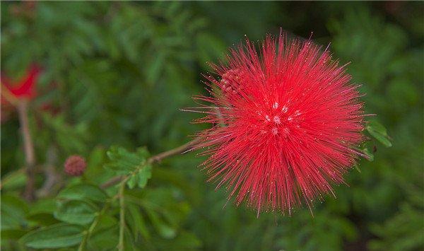 朱缨花的花语和象征代表意义