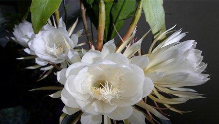 昙花 昙花