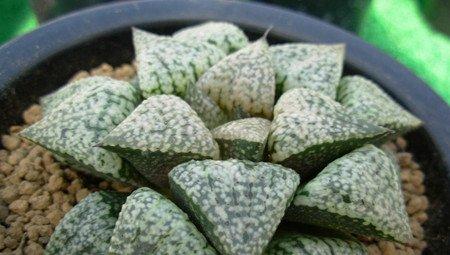 白银寿 白银寿