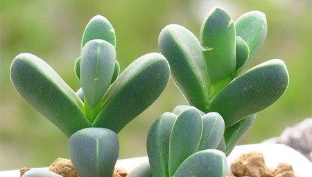 鹿角海棠 鹿角海棠