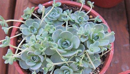 子持年华 子持年华