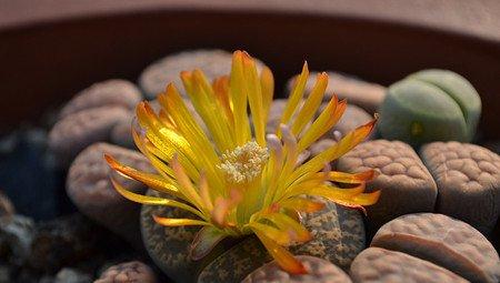 生石花 生石花
