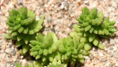 白花小松 白花小松