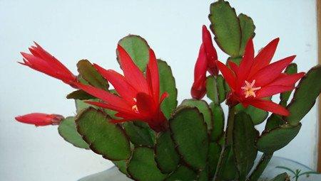 落花之舞 落花之舞