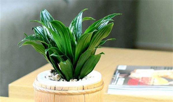 银皇后花语——仰慕