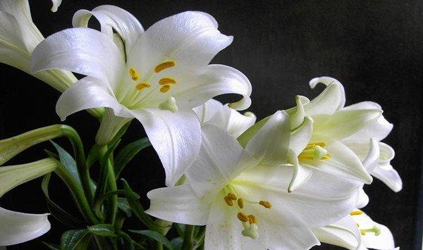 百合花放在卧室好吗