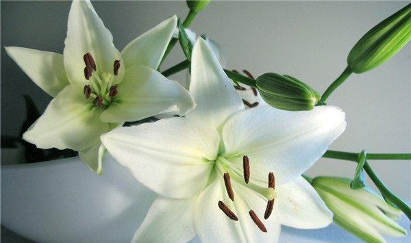 百合花有毒吗