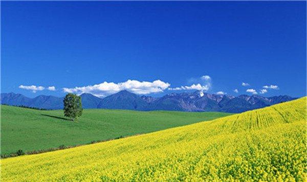 中国著名油菜花赏花地点