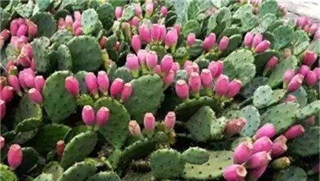 仙人掌属 仙人掌属