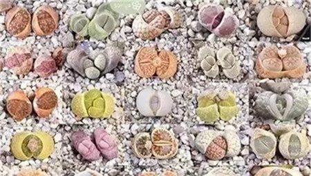 生石花 生石花
