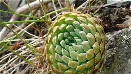 瓦松 瓦松