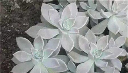 胧月 胧月