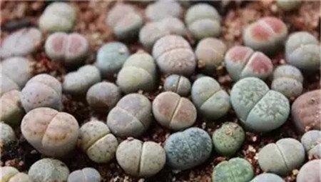 生石花 生石花