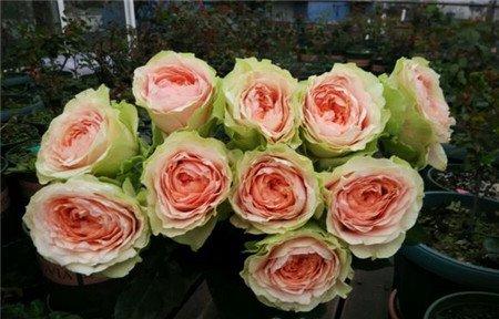 探望病人送花