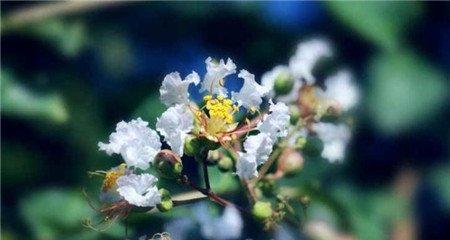紫薇花
