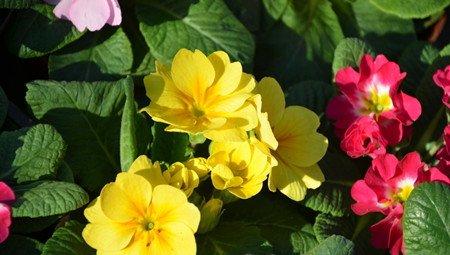 黄色报春花