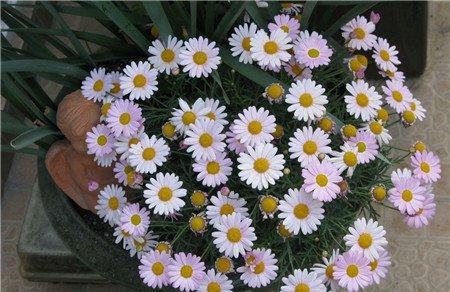 玛格丽特花的来源