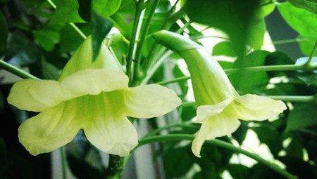 并蒂幸福花