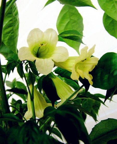 幸福花