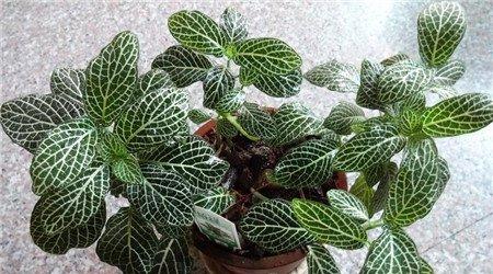 网纹草的调节作用