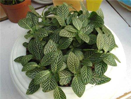 网纹草的盆栽价值