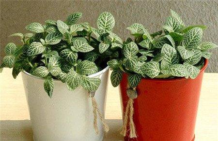 网纹草的观赏价值