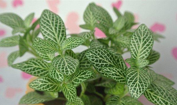 网纹草的价值