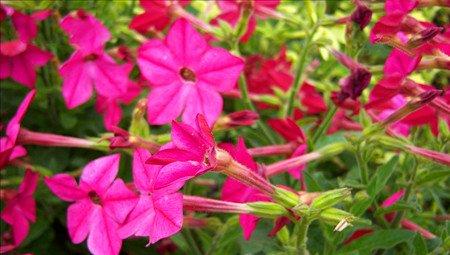 花烟草